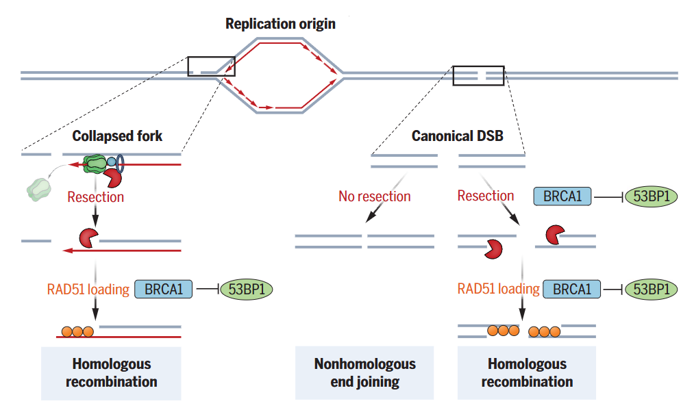 Replication-associated DSBs are processed differently from canonical one