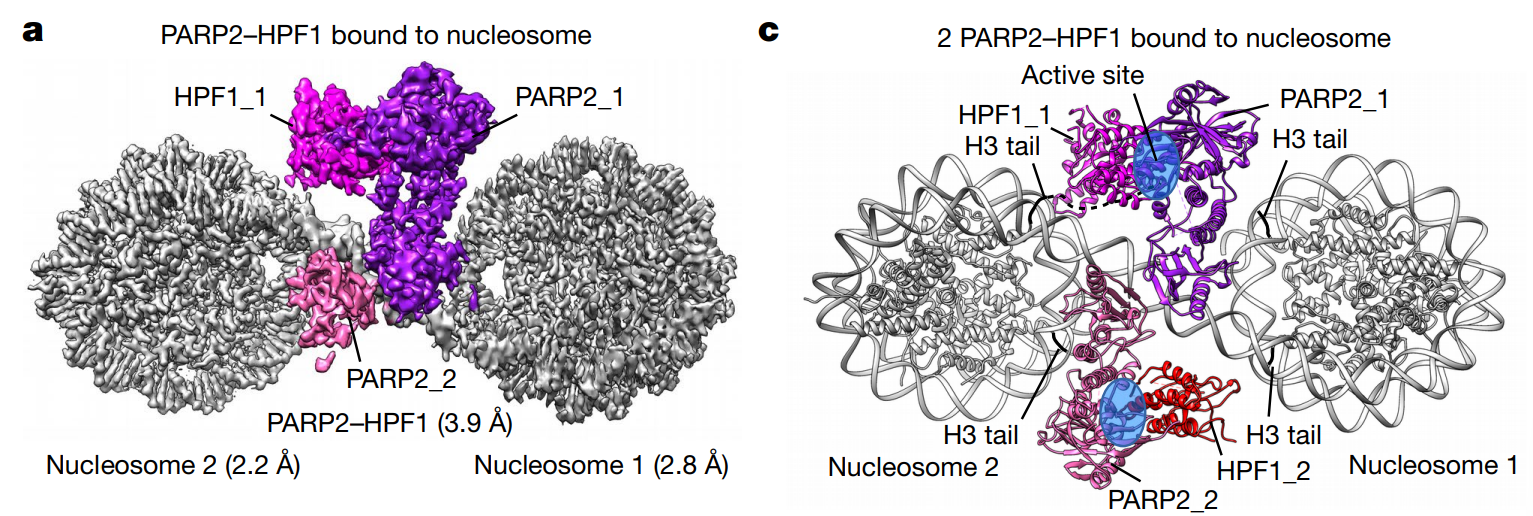 Cryo-EM structure of PARP2/HPF1 bound to nucleosome