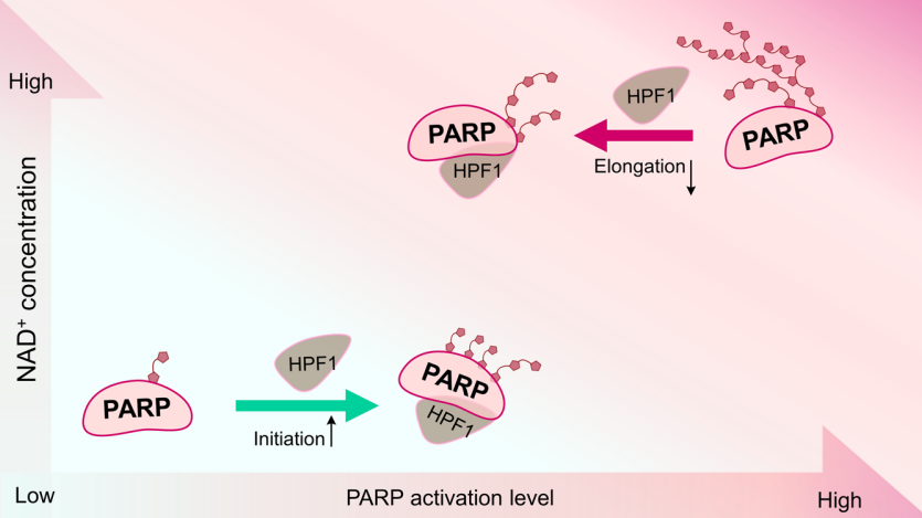 HPF1 regulates PARP1 behavior dependent of NAD and HPF1:PARP1 ratio