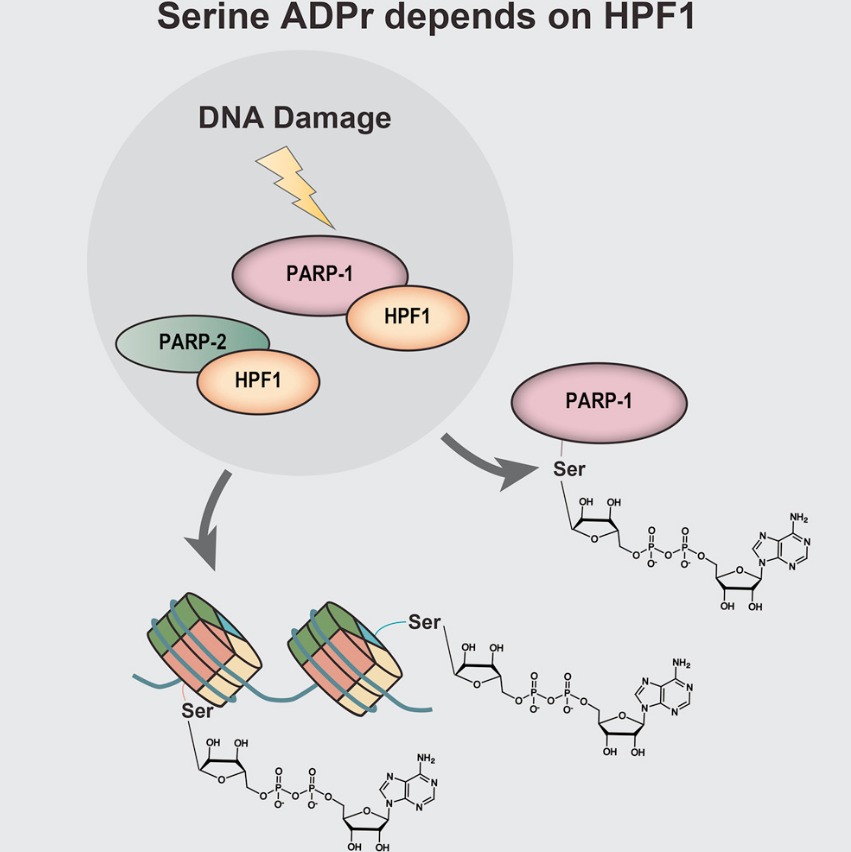 Serine ADP-Ribosylation Depends on HPF1