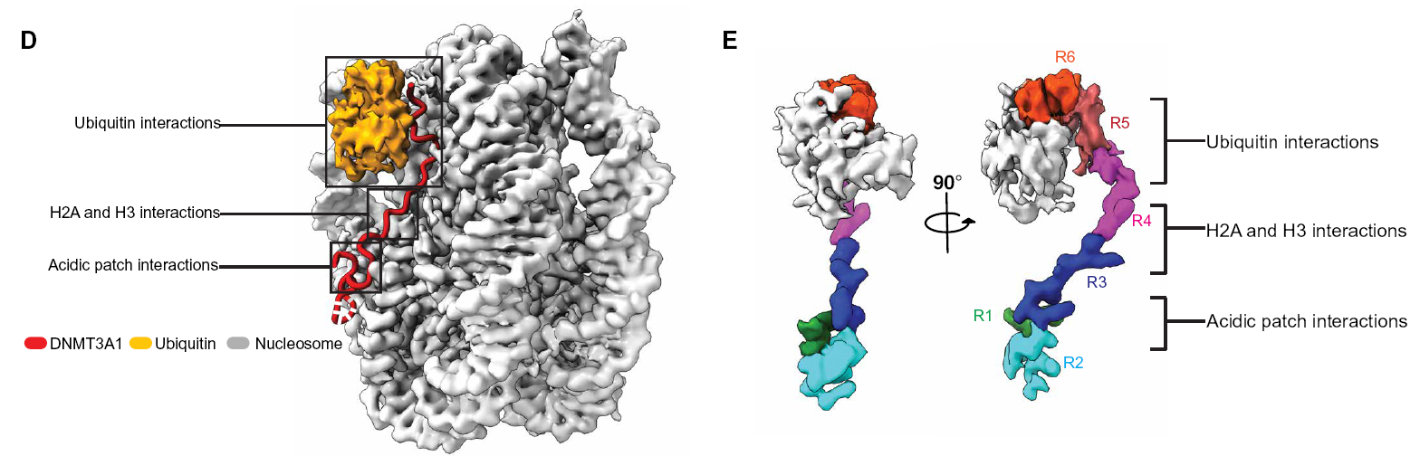 Cryo-EM structure of DNMT3A1 UDR domain with H2A119Ub NCP