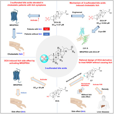 Structure-guided discovery of bile acid molecules for liver diseases without itch