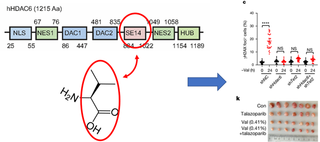 Human HDAC6 senses valine abundancy to regulate DNA damage