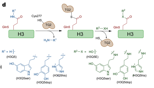 Histone monoaminylation shows dynamic and regulates neural rhythmicity