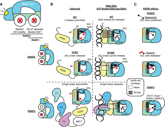 PARP2 utilizes an active site helix to permit DNA-induced activation