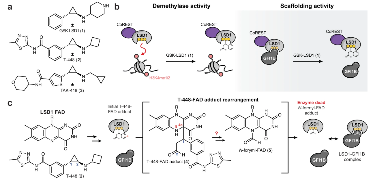 LSD1 inhibitors utilize Grob fragmentation to exhibit different mechanism of action