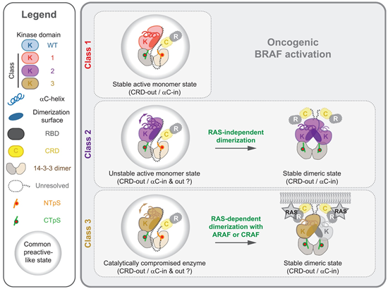 BRAF oncogenic mutants evade autoinhibition through a common mechanism