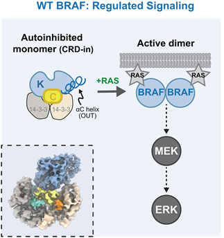 BRAF working model