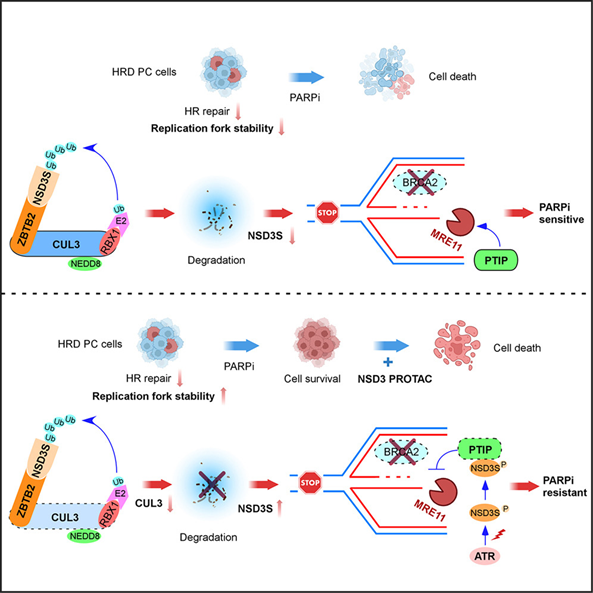 NSD3S in DNA replication stress determines the resistance to PARPi in prostate cancer