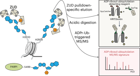 Schematic illustration of ZUD-based detection approach for cellular ADPr-ubiquitination substrates