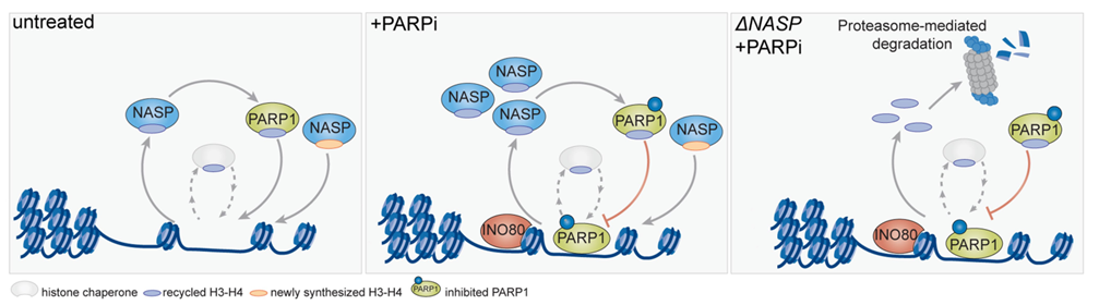 NASP and PARP1-involving histone H3/H4 cycle in PARPi resistant cells