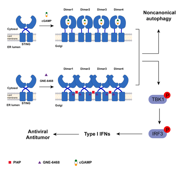 Chemical agonist and PI4P concertly activate STING and downstream pathways