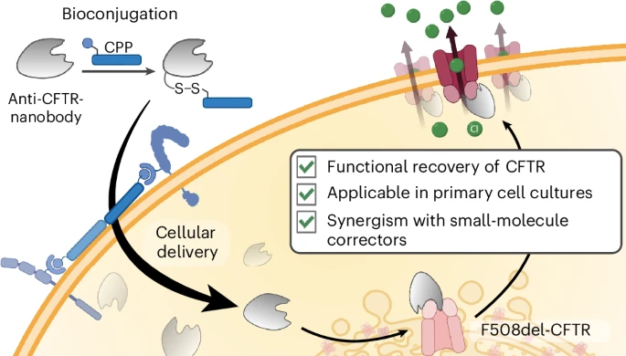 Cell-permeable nanobody to restore F508del CFTR activity
